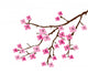 Vector Cherry Blossom Wall Decal