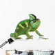Chameleon Wall Decal
