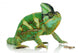 Chameleon Wall Decal