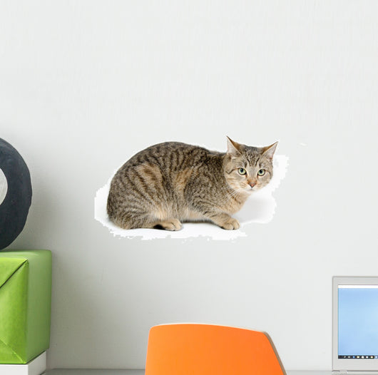 Cute Tabby White Wall Decal