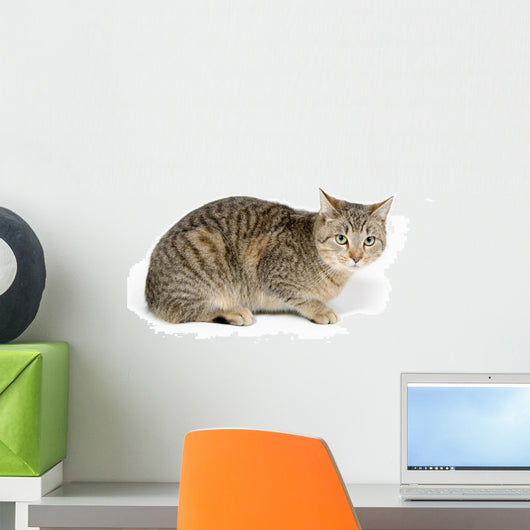 Cute Tabby White Wall Decal