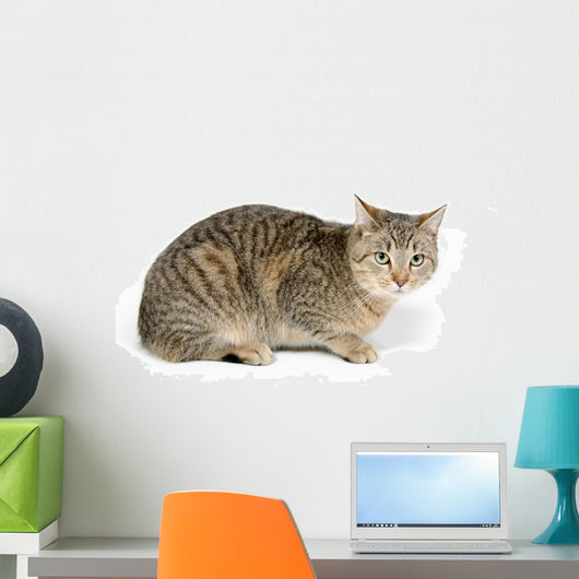 Cute Tabby White Wall Decal