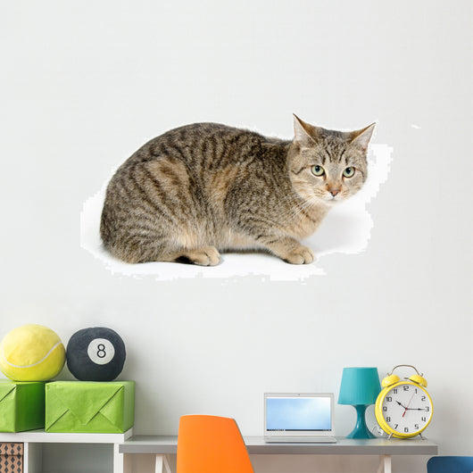 Cute Tabby White Wall Decal