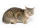 Cute Tabby White Wall Decal