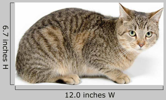Cute Tabby White Wall Decal