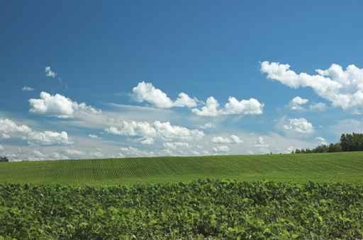 Green Farm Field Wall Decal