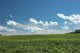Green Farm Field Wall Decal