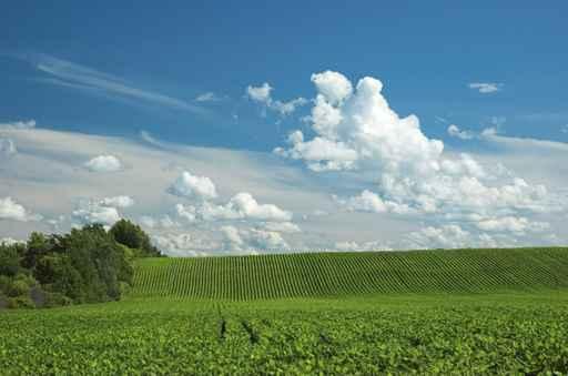 Hilly Farm Field Wall Decal