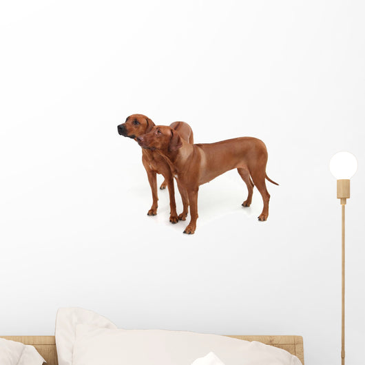 Two Rhodesian Ridgeback Dog Wall Decal