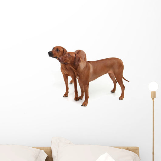 Two Rhodesian Ridgeback Dog Wall Decal