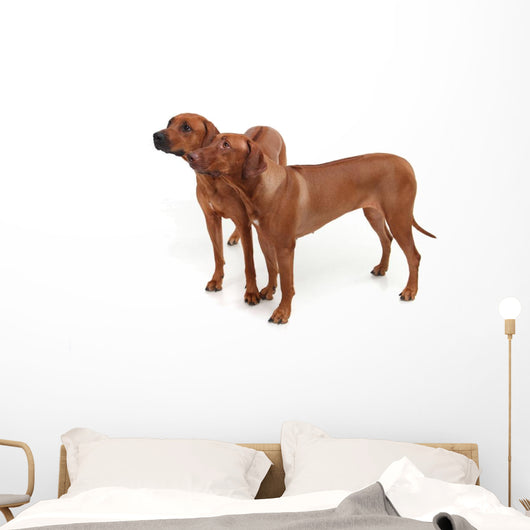 Two Rhodesian Ridgeback Dog Wall Decal