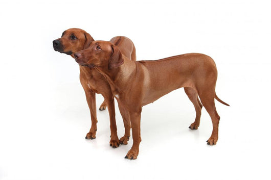 Two Rhodesian Ridgeback Dog Wall Decal
