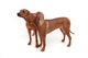 Two Rhodesian Ridgeback Dog Wall Decal