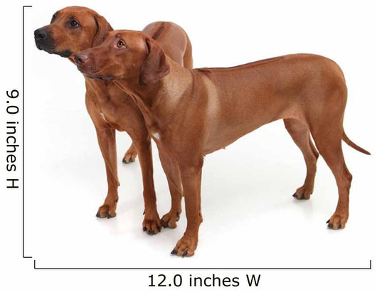 Two Rhodesian Ridgeback Dog Wall Decal