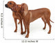Two Rhodesian Ridgeback Dog Wall Decal