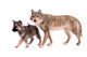 Wolf Dog Puppy Wolves Wall Decal