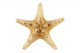Sea Star Wall Decal