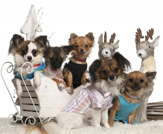 Chihuahuas Christmas Sleigh Wall Decal