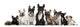 Group of Nine French Bulldogs Wall Decal