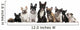 Group of Nine French Bulldogs Wall Decal