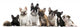 Group of Eight French Bulldogs Wall Decal