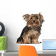 Yorkshire Terrier 8 Months Wall Decal
