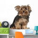 Yorkshire Terrier 8 Months Wall Decal