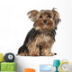 Yorkshire Terrier 8 Months Wall Decal