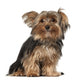 Yorkshire Terrier 8 Months Wall Decal