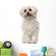Maltese 6 Years Old Wall Decal