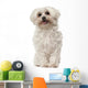Maltese 6 Years Old Wall Decal