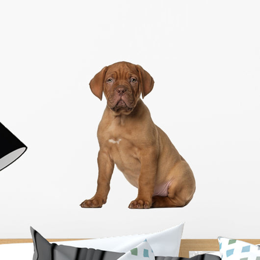 Dogue Bordeaux Puppy 8 Wall Decal