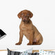 Dogue Bordeaux Puppy 8 Wall Decal