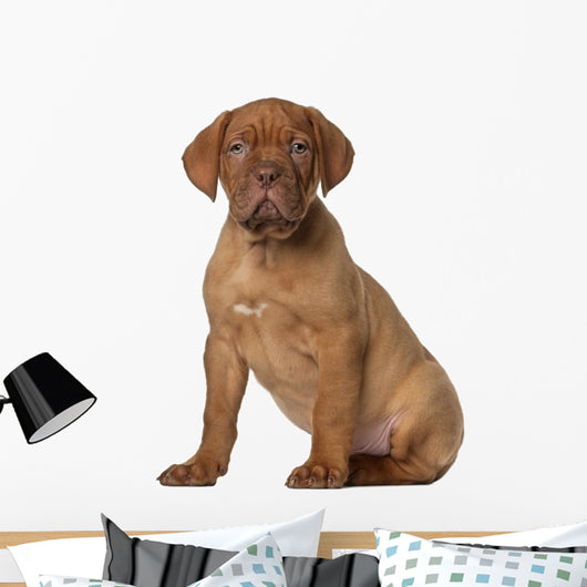 Dogue Bordeaux Puppy 8 Wall Decal