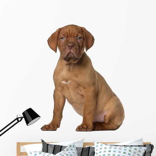 Dogue Bordeaux Puppy 8 Wall Decal