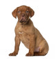 Dogue Bordeaux Puppy 8 Wall Decal