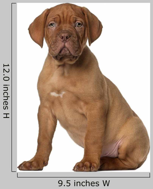 Dogue Bordeaux Puppy 8 Wall Decal
