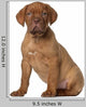Dogue Bordeaux Puppy 8 Wall Decal
