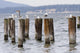 Seagulls Resting Pillars Wall Decal