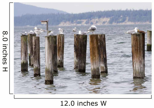 Seagulls Resting Pillars Wall Decal