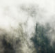 Fog Forest Wall Decal