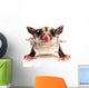 Sugar Glider Wall Decal