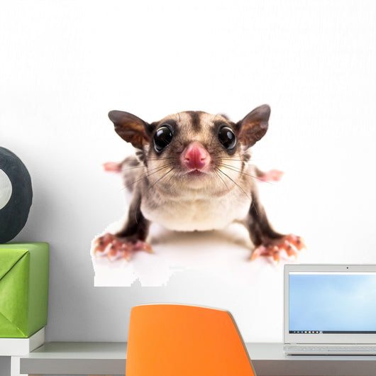 Sugar Glider Wall Decal