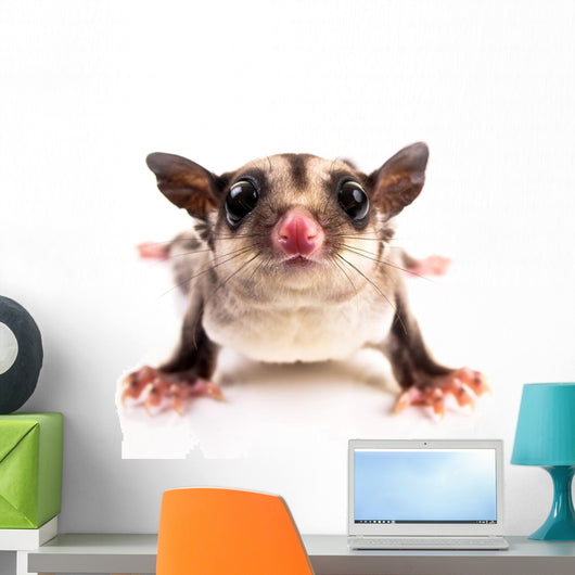 Sugar Glider Wall Decal