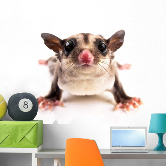 Sugar Glider Wall Decal
