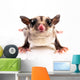 Sugar Glider Wall Decal