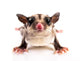 Sugar Glider Wall Decal