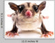 Sugar Glider Wall Decal