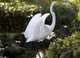 Reiher Wall Decal