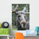 Moose Laying Down Close-Up Wall Decal